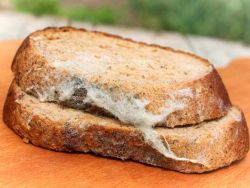 Signs That Your Bread Is Spoiled: Do You Know What They Are? - Busby's