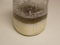 Sourdough Starter Troubleshooting and Fixes