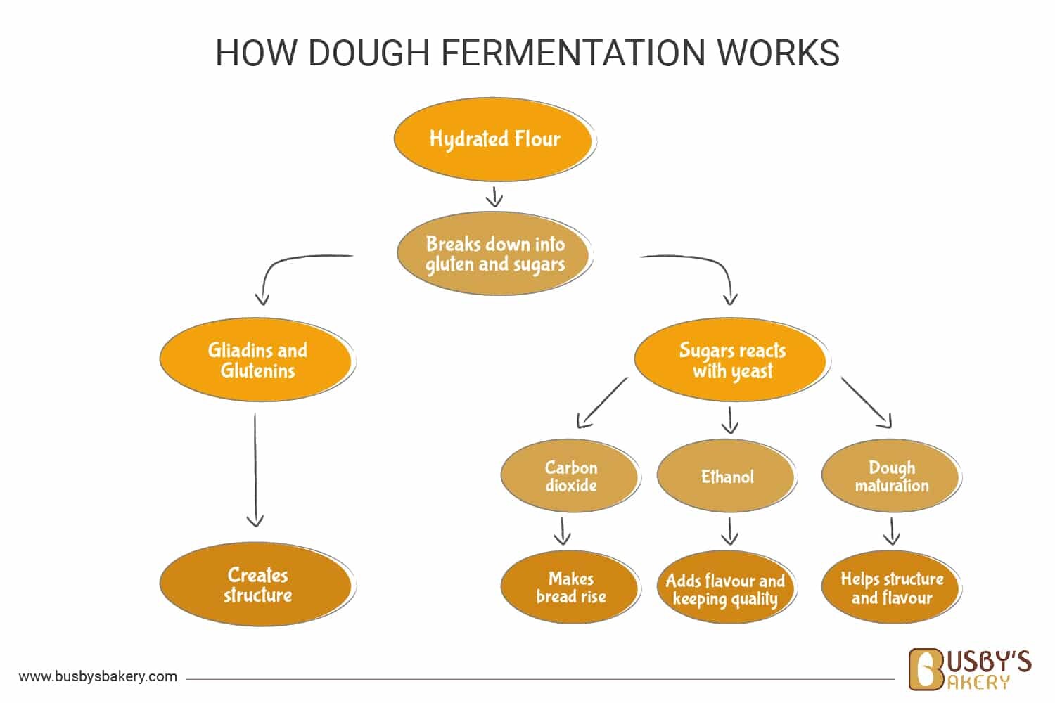 Fermentation Process Diagram