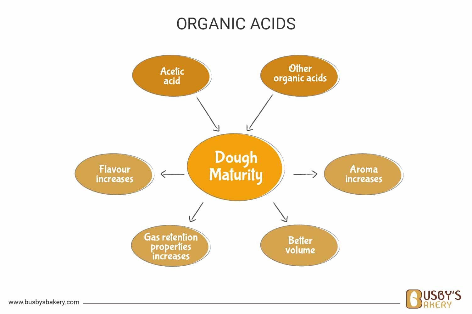 Organic Acids_V2 How organic acids improve the dough during fermentation