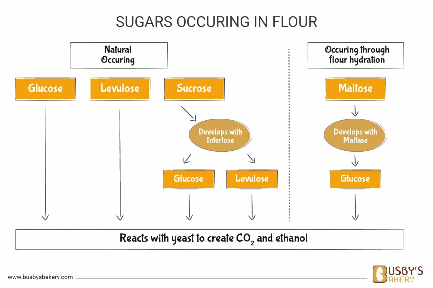 Sugars occuring in flour_V2 How sugars occur from the flour diagram
