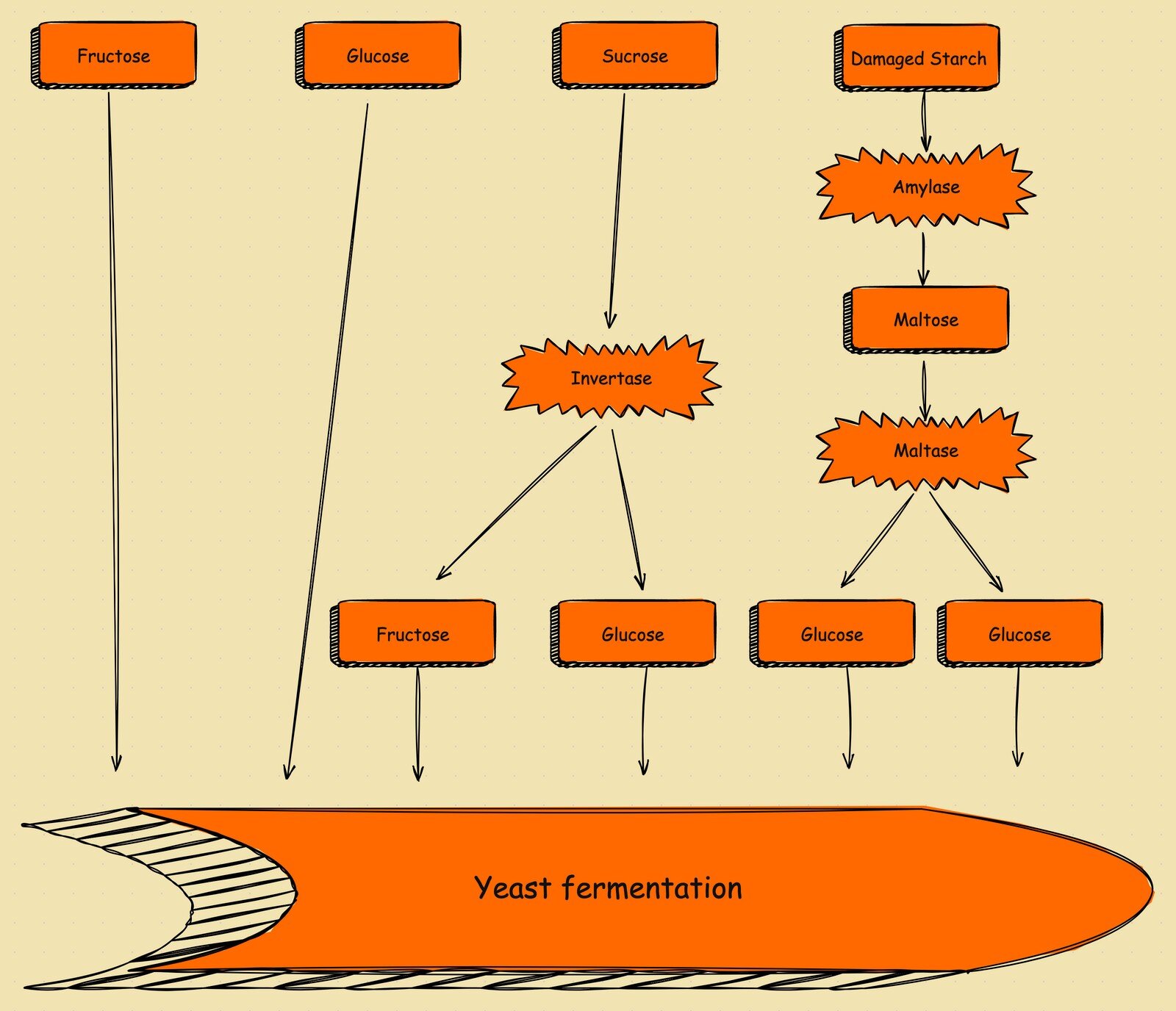 What Does Yeast Do To Bread? Bread Fermentation Process